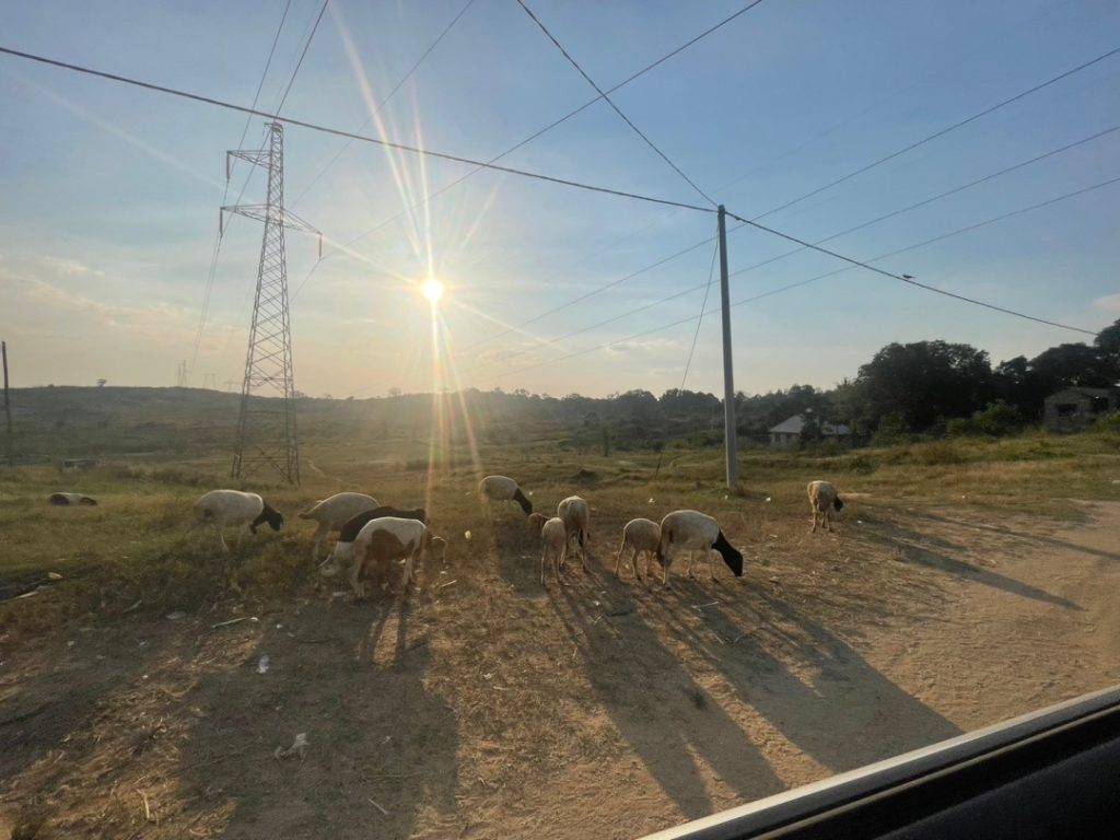 夕方、空港に向かう途中の車窓から見た景色。10頭ほどの山羊草を食んでいる。